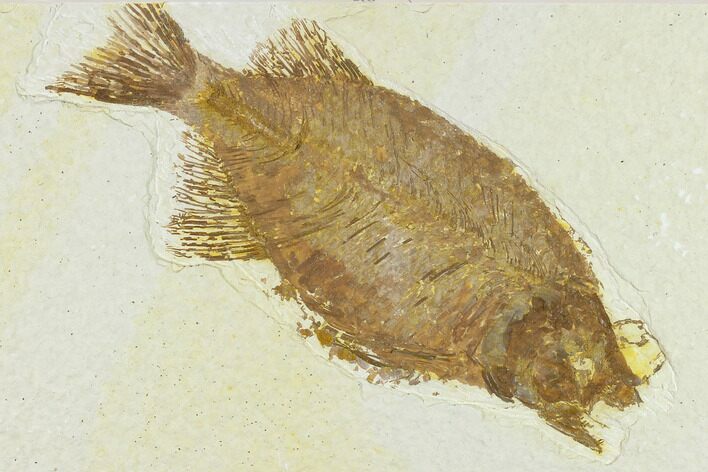 Bargain, Fish Fossil (Phareodus) - Uncommon Fish #132873